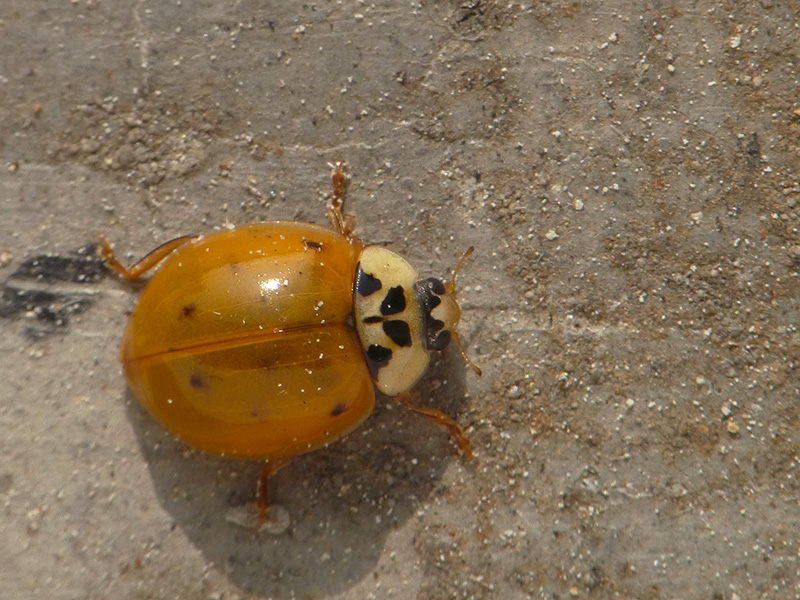 Coccinellidae: Harmonia axyridis